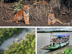 Sundarbans Safari Tour